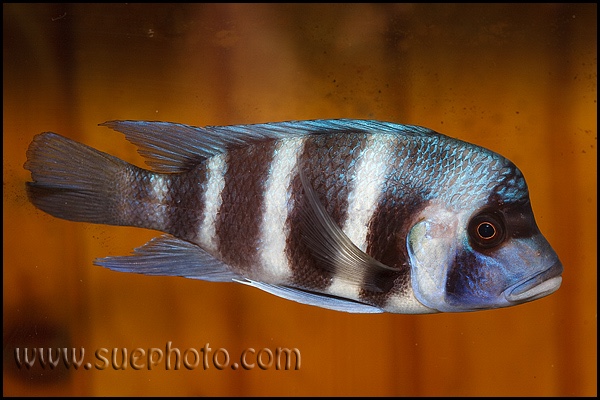 Cyphotilapia gibberosa 'Kantalamba'